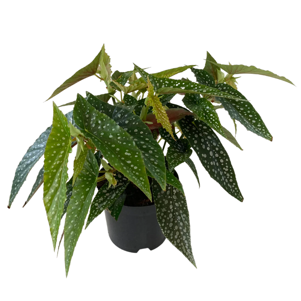 6" Begonia Maculata White