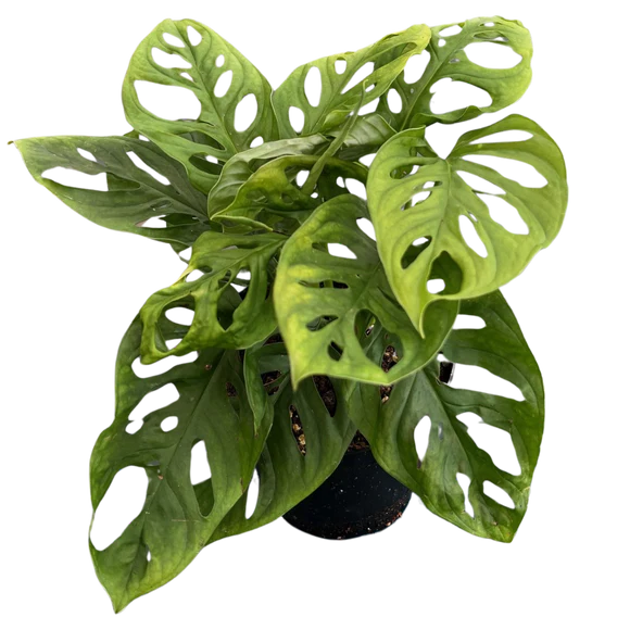 6" Monstera Adansonii (Swiss cheese vine)