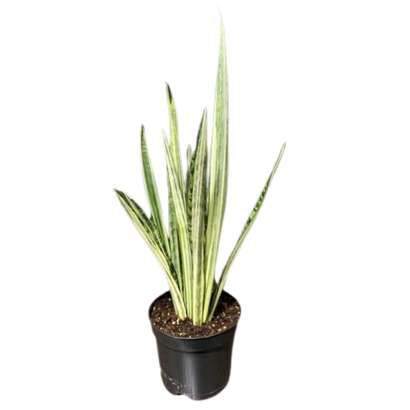 Sansevieria Bantels