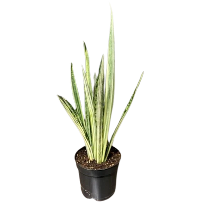 Sansevieria Bantels