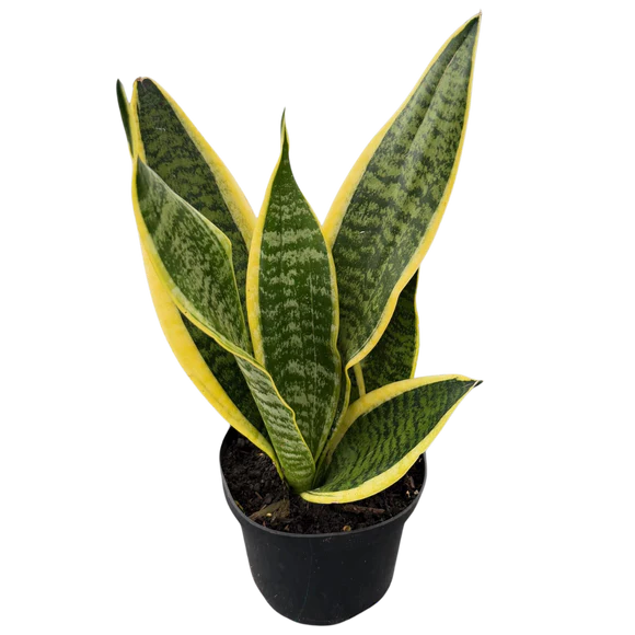Sansevieria Superba