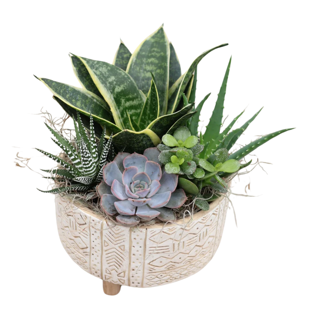Succulent Design Ceramic Pedestal