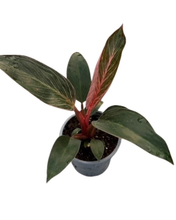 Philodendron Birkin Pink