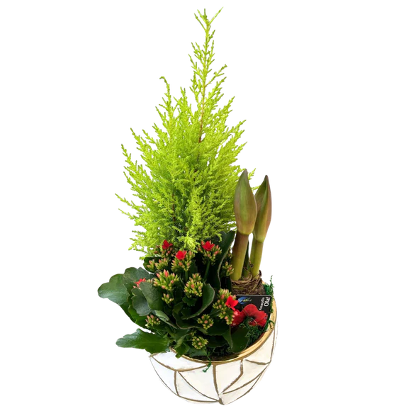Christmas Amaryllis Large Geo Planter