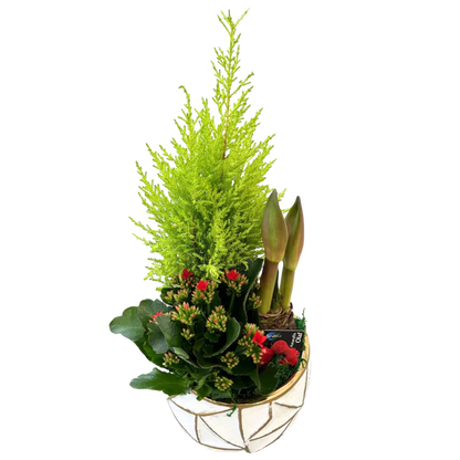 Christmas Amaryllis Large Geo Planter
