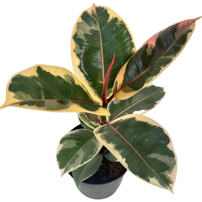 Ficus Elastica Rubber Plant