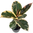 Ficus Elastica Rubber Plant