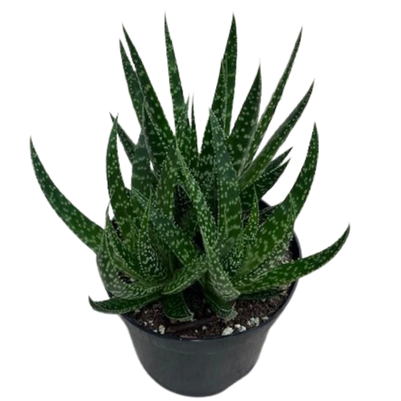 6" Gasteria Zimflora