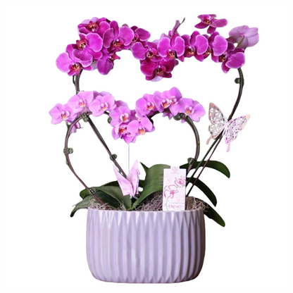 10" Phal. Orchid Heart Mommy &amp; Me