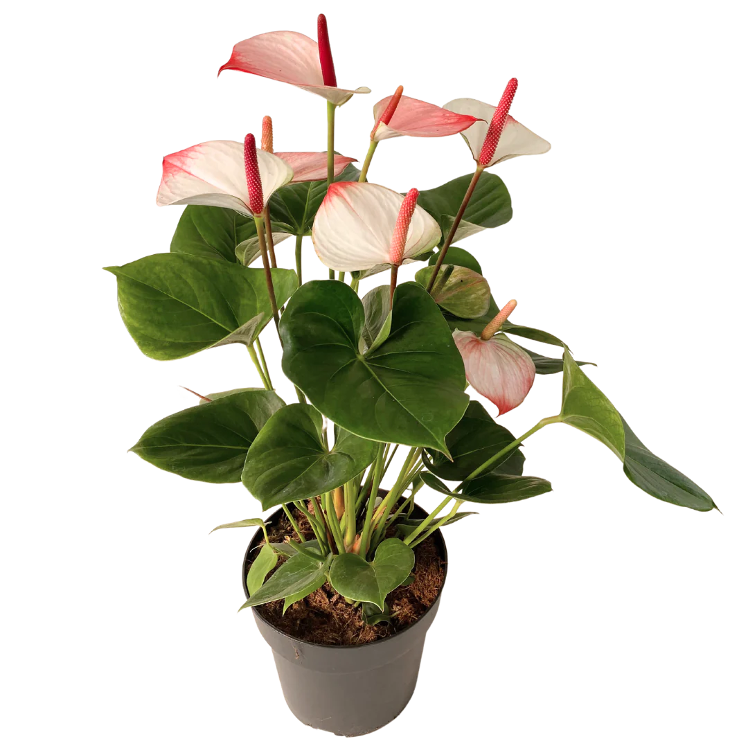 8&quot; Anthurium Elegance