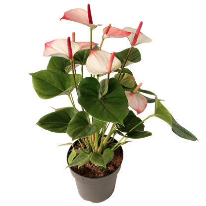 8&quot; Anthurium Elegance