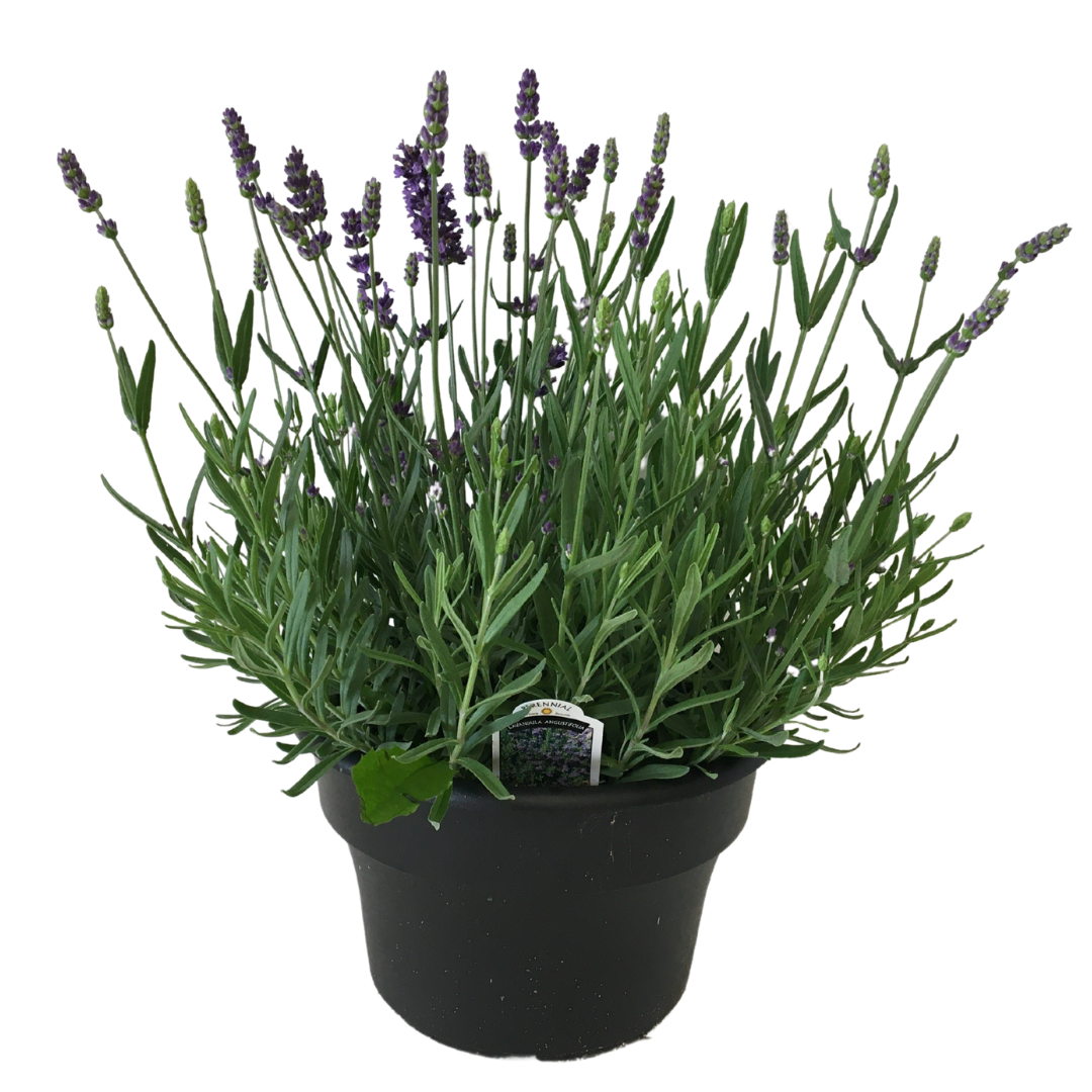 8&quot; Lavender Pot