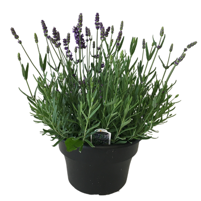 8&quot; Lavender Pot