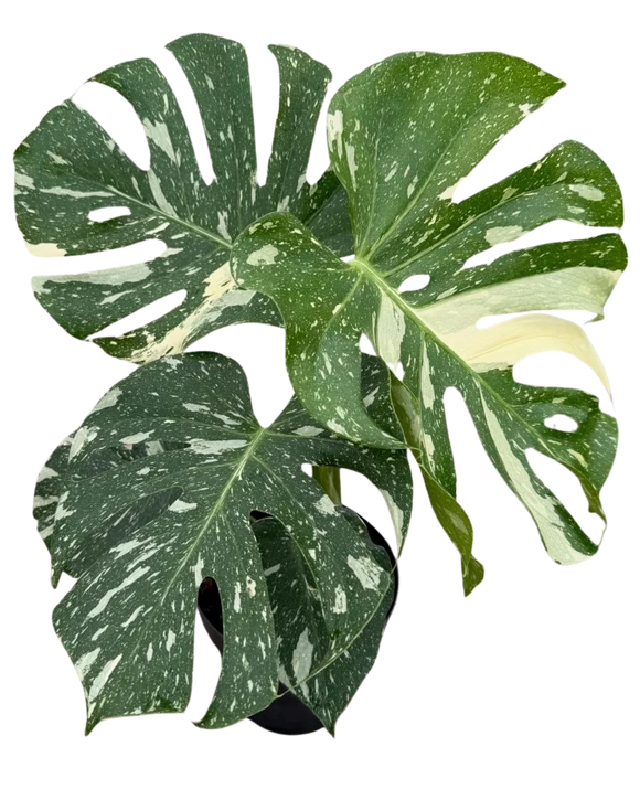 Monstera Thai Constellation