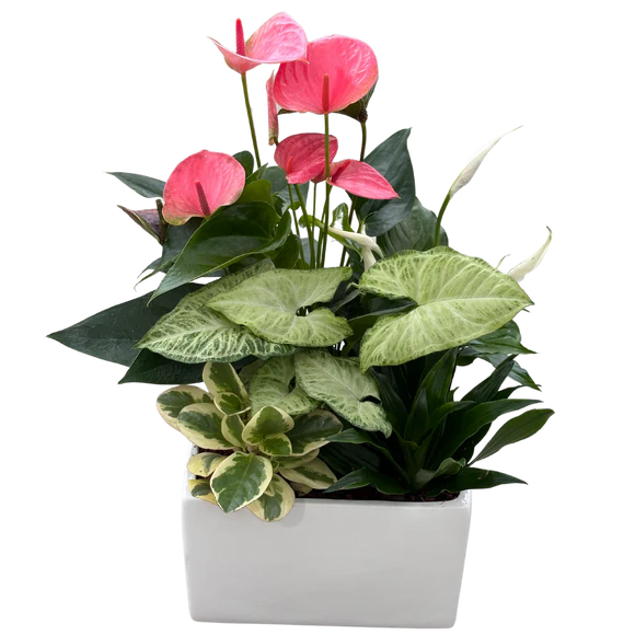 XL Anthurium Modern White Square