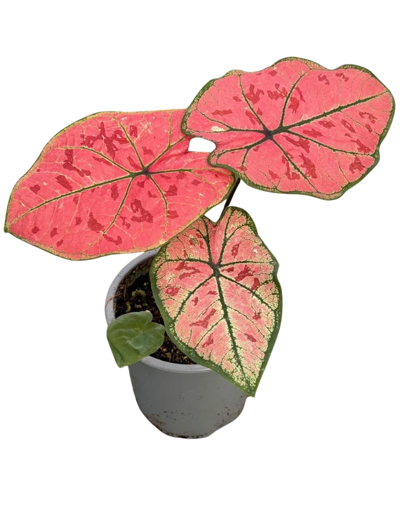 Caladium "The Scarlet Girl"