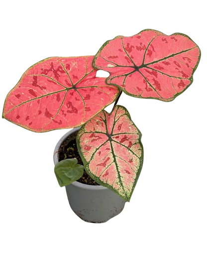 Caladium "The Scarlet Girl"