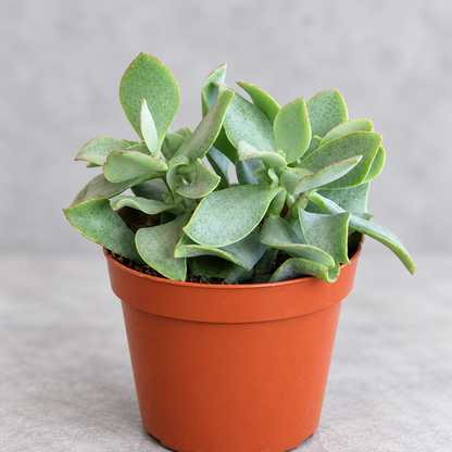 Crassula Ovata