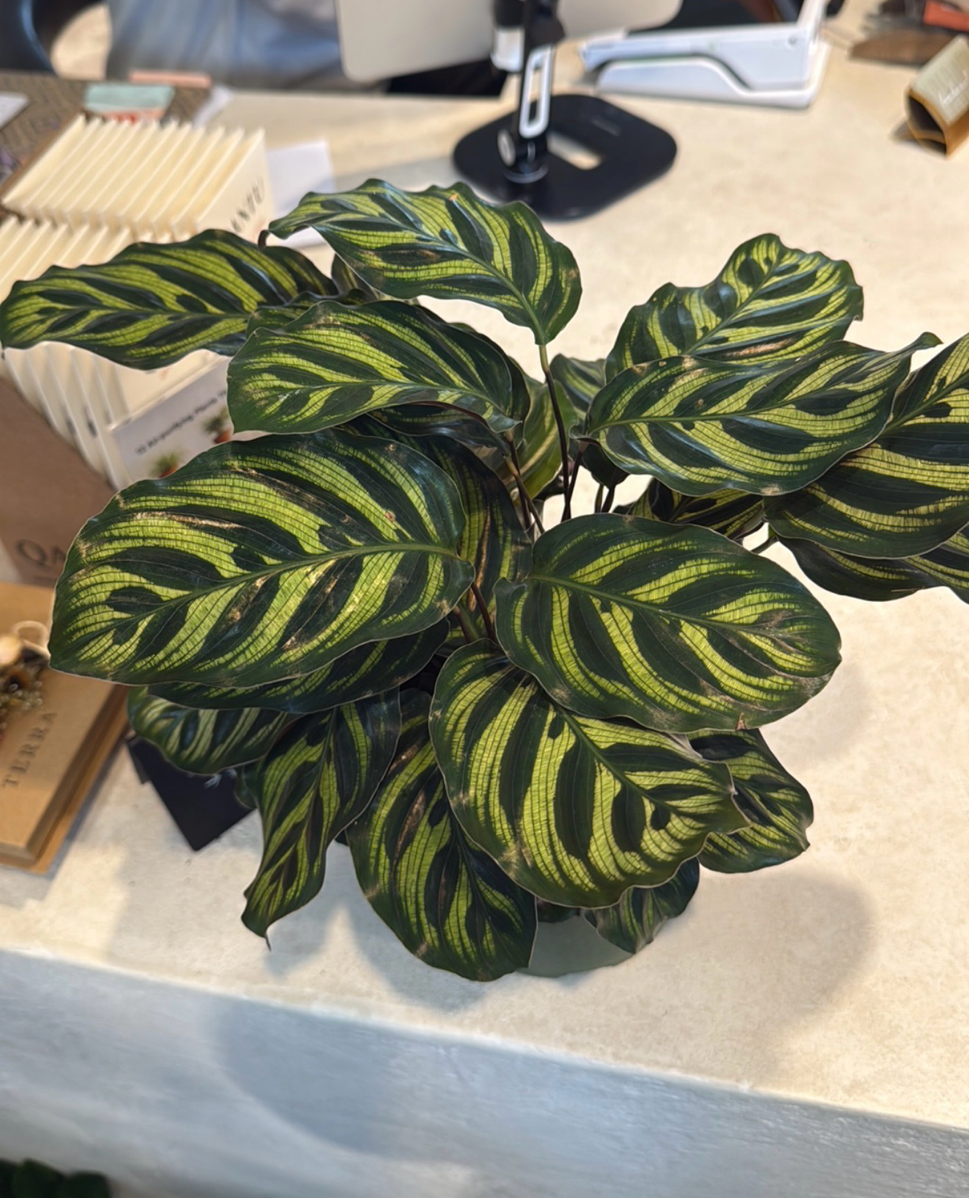 Calathea Makoyana