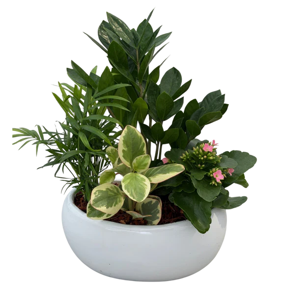 ZZ Tropical Mix Boat