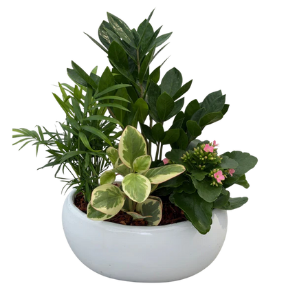 ZZ Tropical Mix Boat