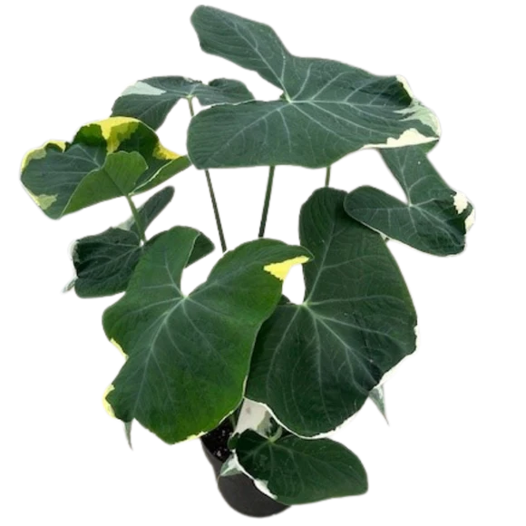 Alocasia Mickey Mouse