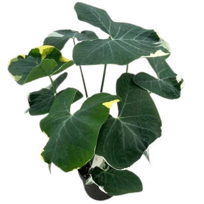 Alocasia Mickey Mouse