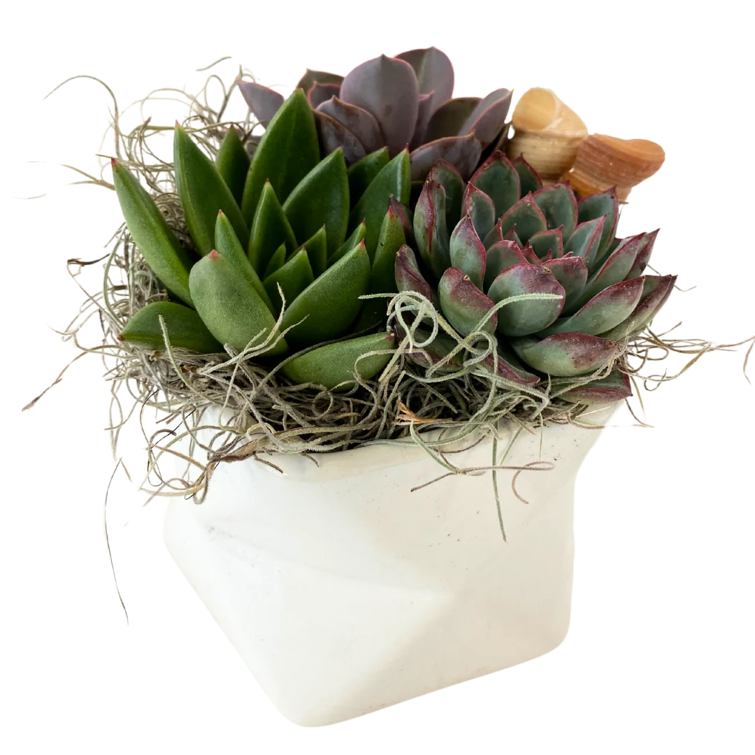 Geometric White Succulent Planter