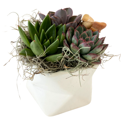 Geometric White Succulent Planter