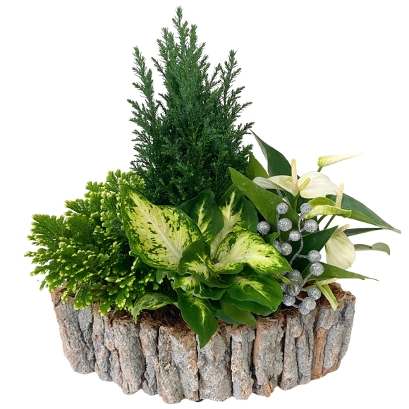 Christmas Anthurium Birch Boat