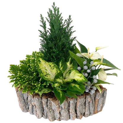 Christmas Anthurium Birch Boat