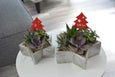 Christmas Succulent Star - Rustic Silver