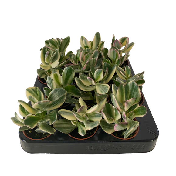 Crassula Ovata Variegata