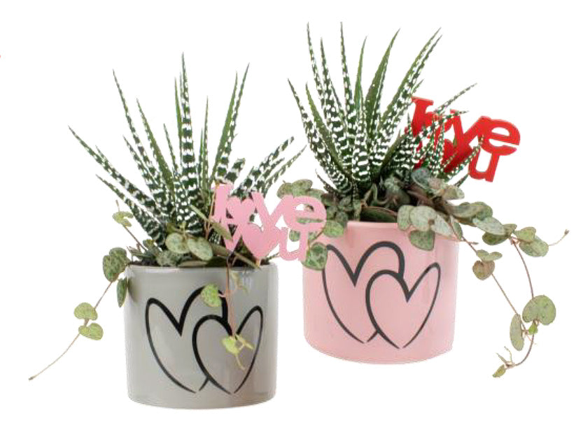 Mini Succulent Garden in a Double Hearts Pot