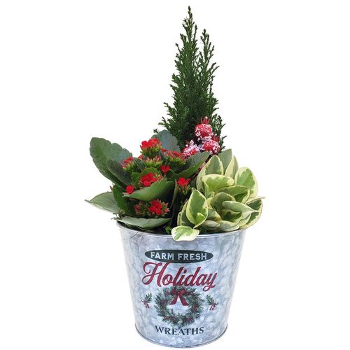 Holiday Farm Fresh-Large