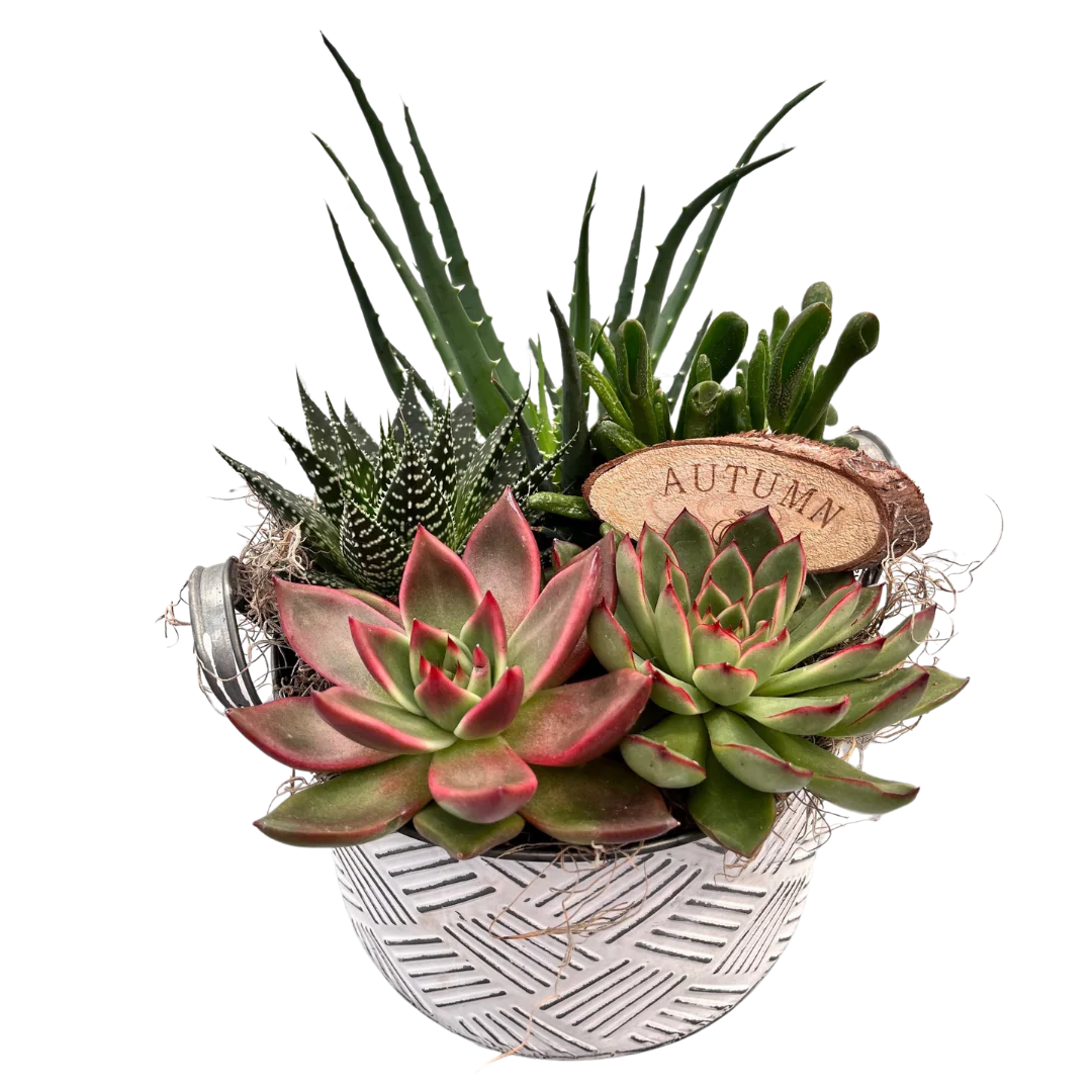 Fall Succulent White Crosshatch Tin