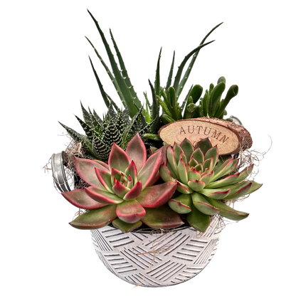 Fall Succulent White Crosshatch Tin