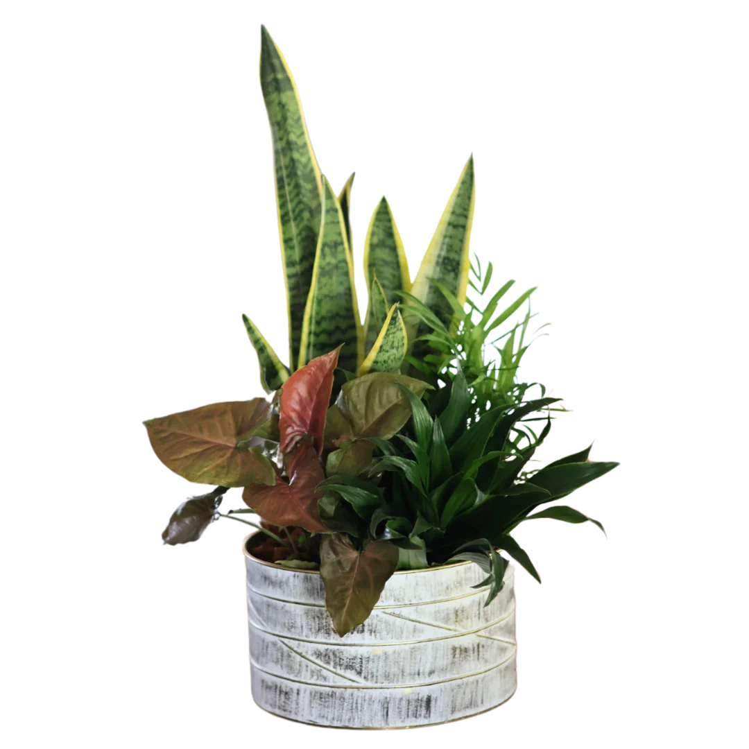 Fall Gold Edge Large Sansevieria Mix Tin