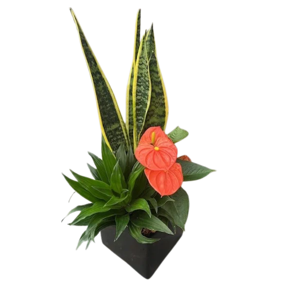 Fall Large Black Square Planter