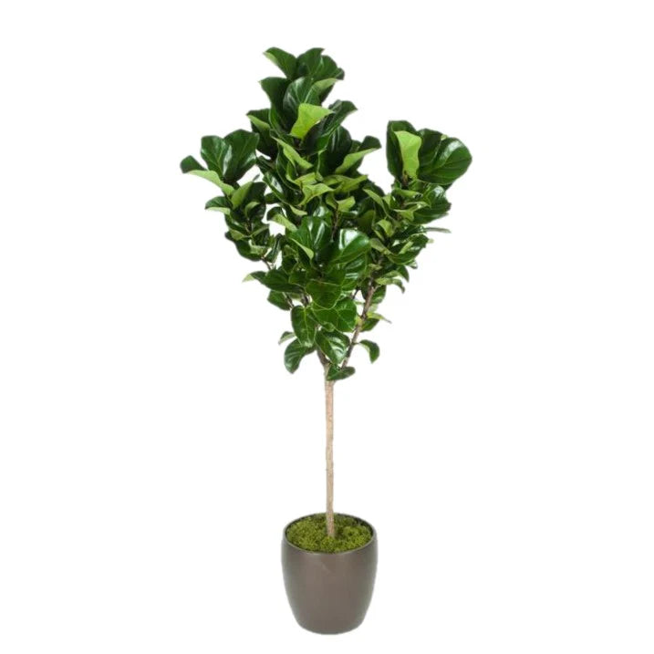 Ficus Lyrata