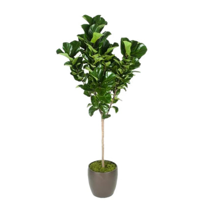 Ficus Lyrata