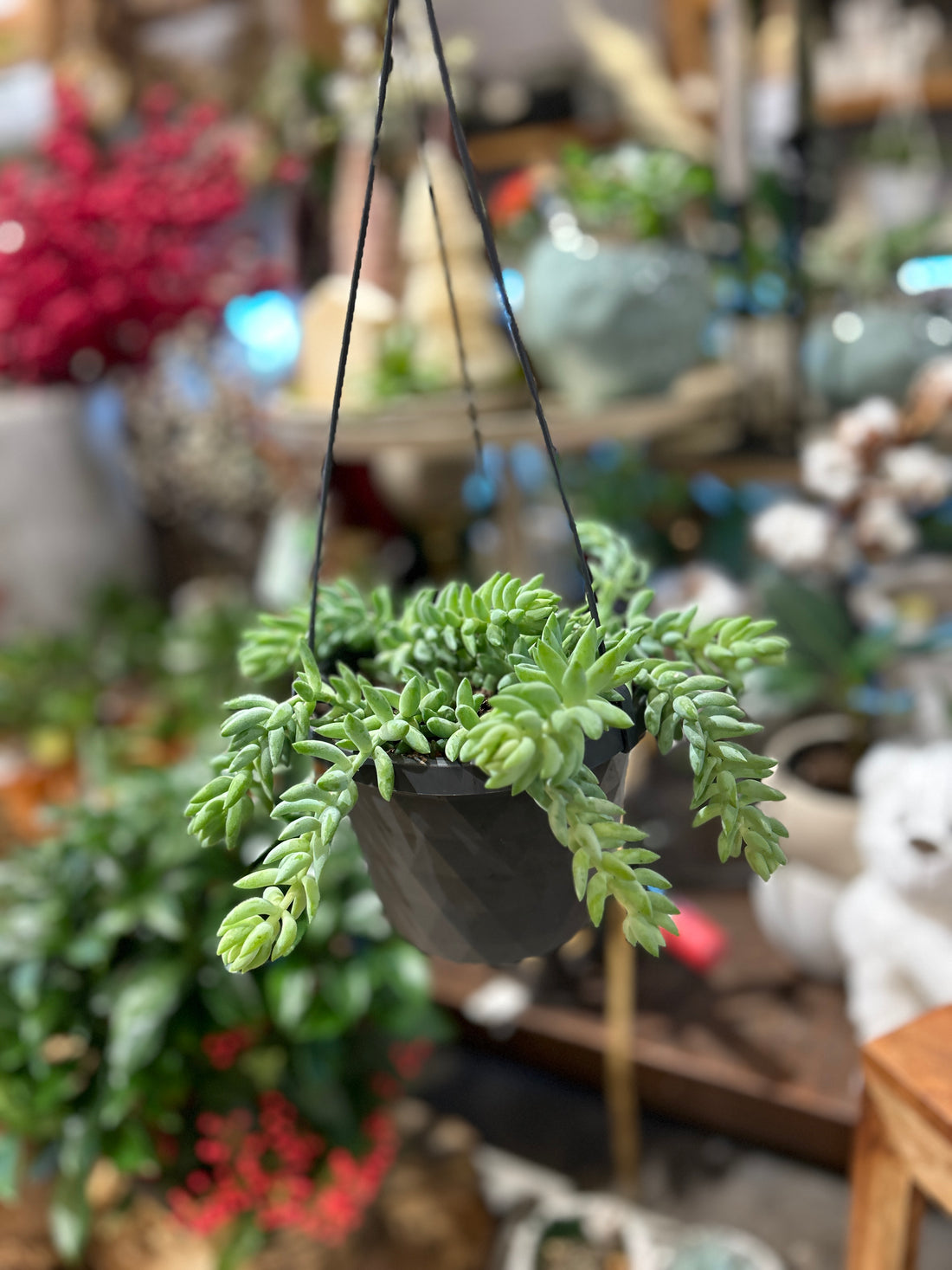 Sedum Burrito(Donkey Tail)