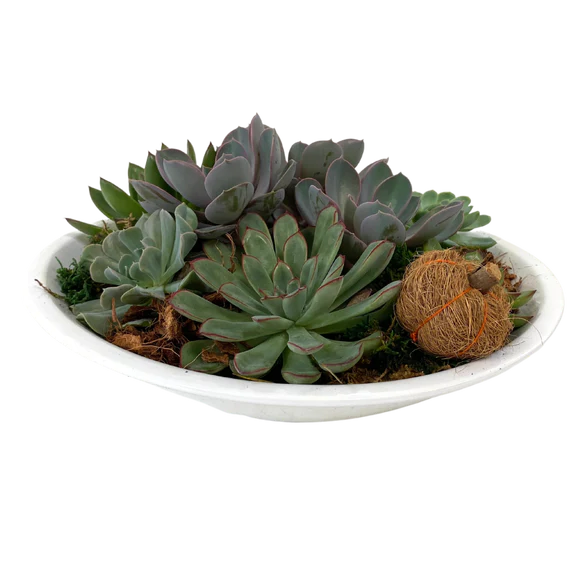 Giant Echeveria Bowl