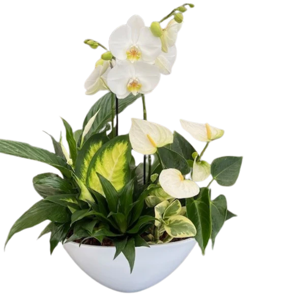 Giant Orchid Eillen-All White