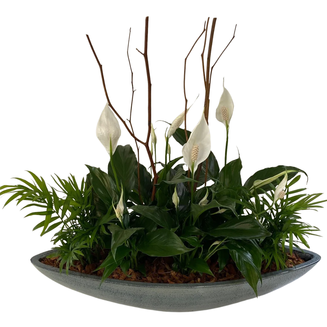 Giant Peace lily boat