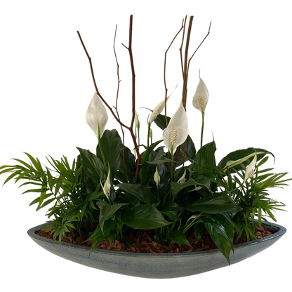 Giant Peace lily boat