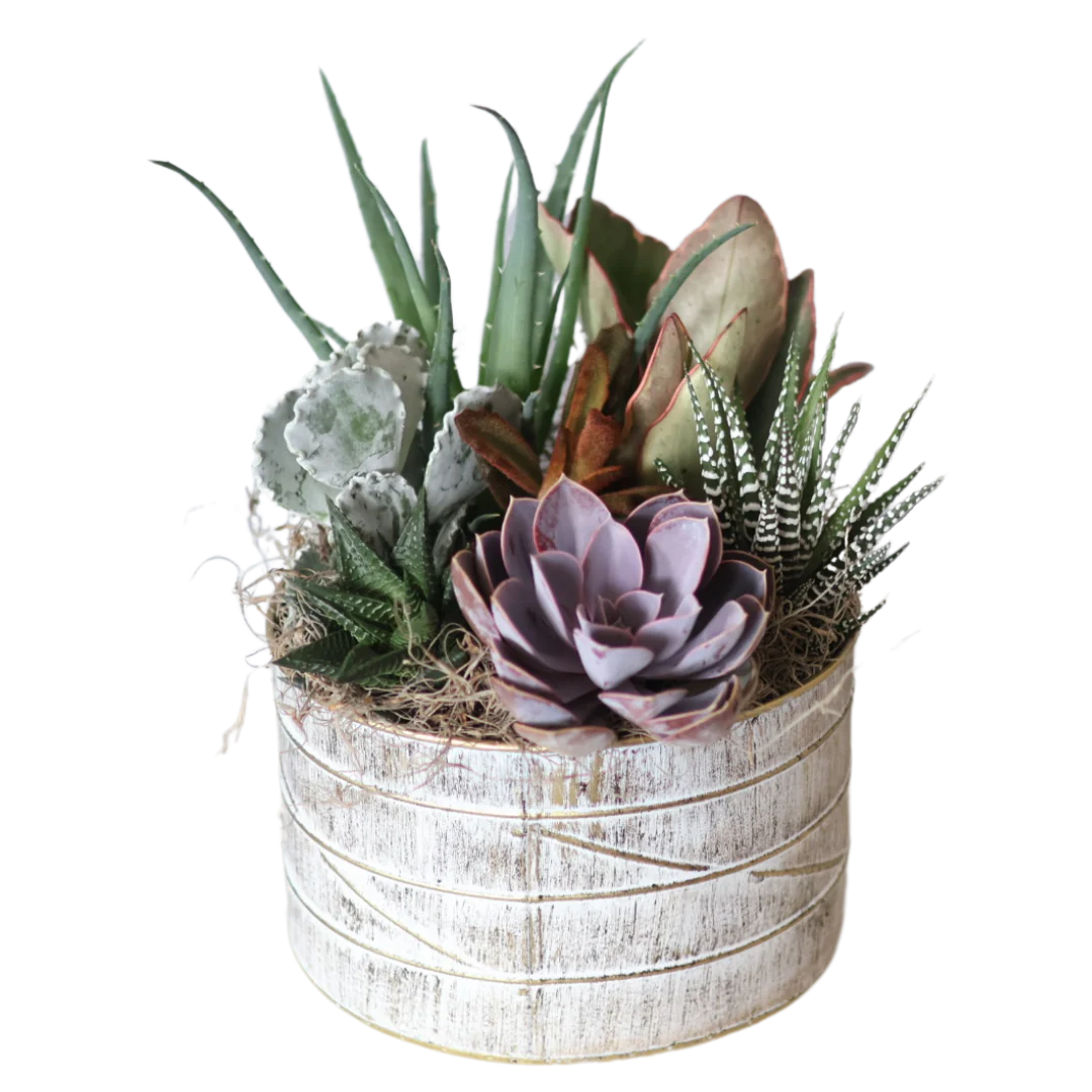 Fall Gold Edge Medium Succulent Tin