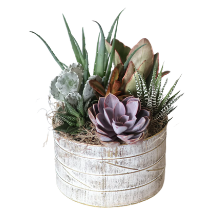 Gold Edge Medium Succulent Tin