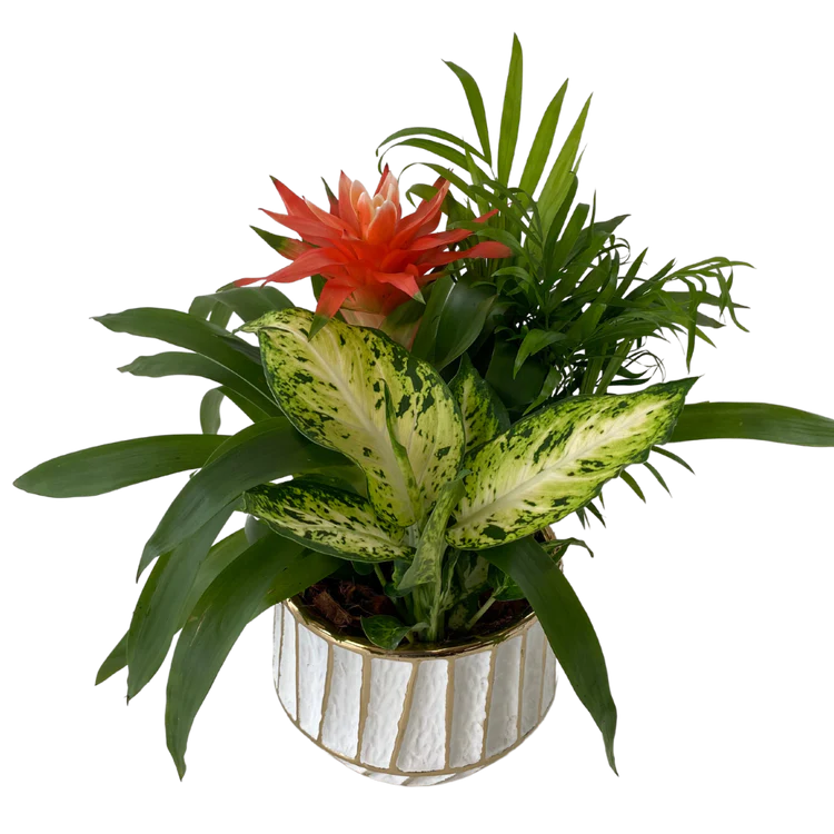 Gold Stripe Bromeliad Planter