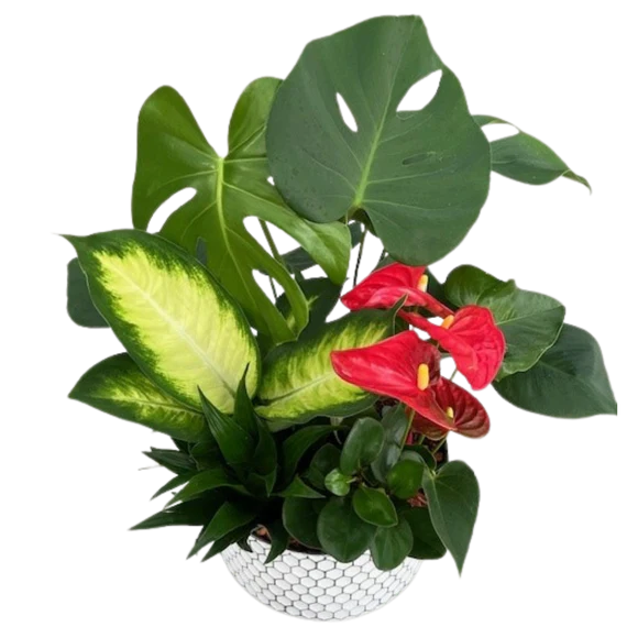 XL Monstera Honeycomb Tin